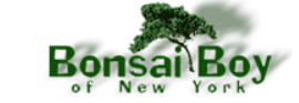 bonsai boy